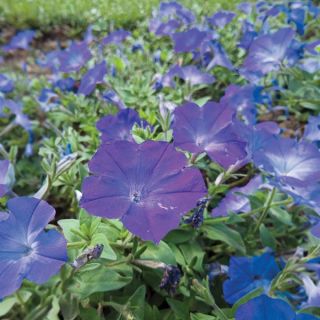 Easy Wave Lavender Sky Blue Petunia Thumbnail